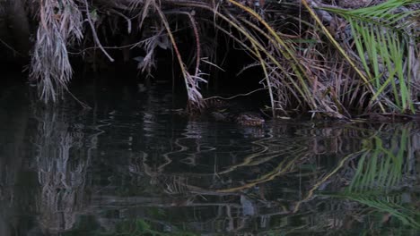 Diese-Eidechse-Ist-Bestrebt,-Tief-Im-Wald-Nahrung-Zu-Finden,-Während-Sie-Nach-Rechts-Schwimmt,-Asiatischer-Wasserwaran-Varanus-Salvator,-Thailand