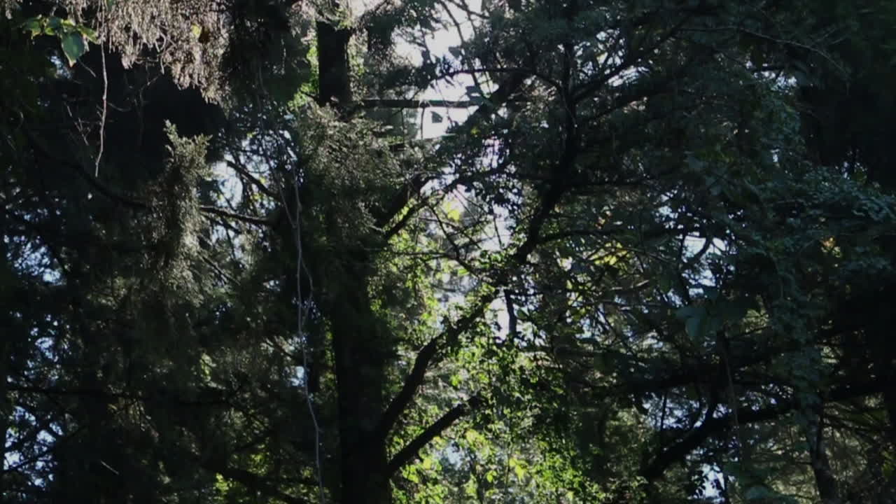 la luz del sol filtrándose a través de un bosque exuberante