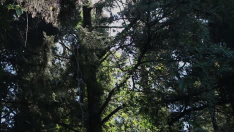 Sunlight Filtering Through a Lush Forest