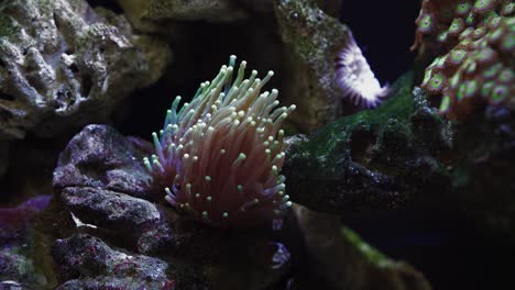 la anémona de mar está ondeando en el acuario de agua salada