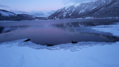 Beautiful-seals-sitting-on-ice-during-polar-night,-with-a-purple-and-pink-sunset-in-the-fjord-Norway,-aerial-shot-orbit-right