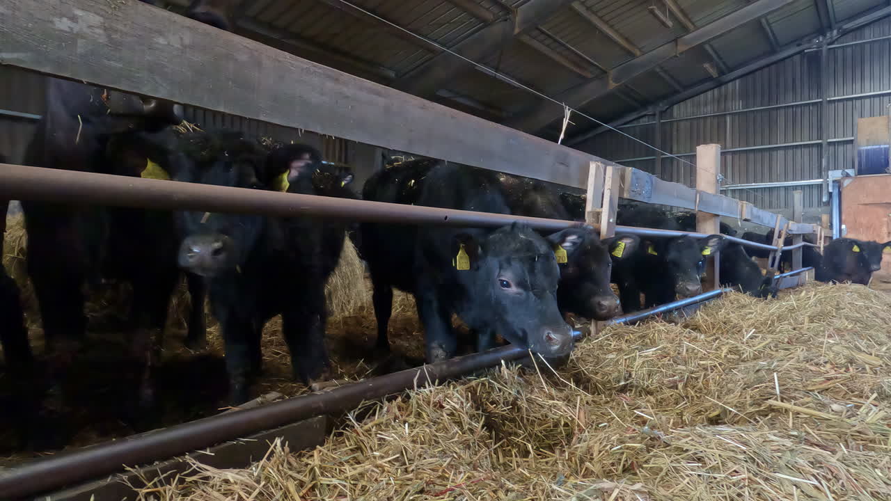 Mucche che mangiano fieno nel loro paddock - allevamento di bestiame.