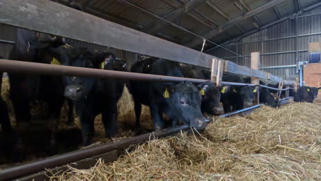 cows eating hay in their paddock - cattle ranch