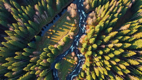 aerial view of a river winding through a forest