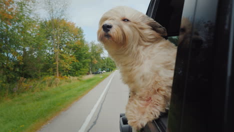 the dog looks out of the car on the move a strong wind coolly presses the fur on her face