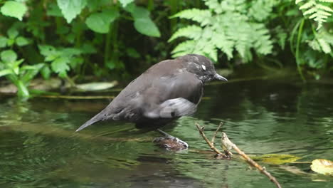 brown dipper perching on floating branch scratching its beak