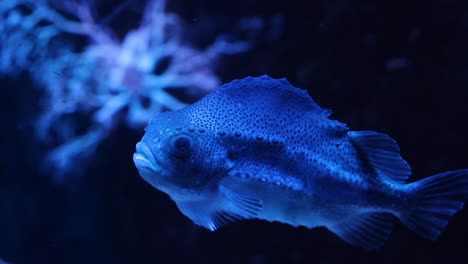 a single fish moves through water among corals.