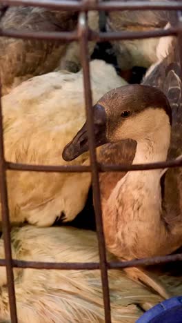 un pato confinado en una jaula, mirando hacia afuera