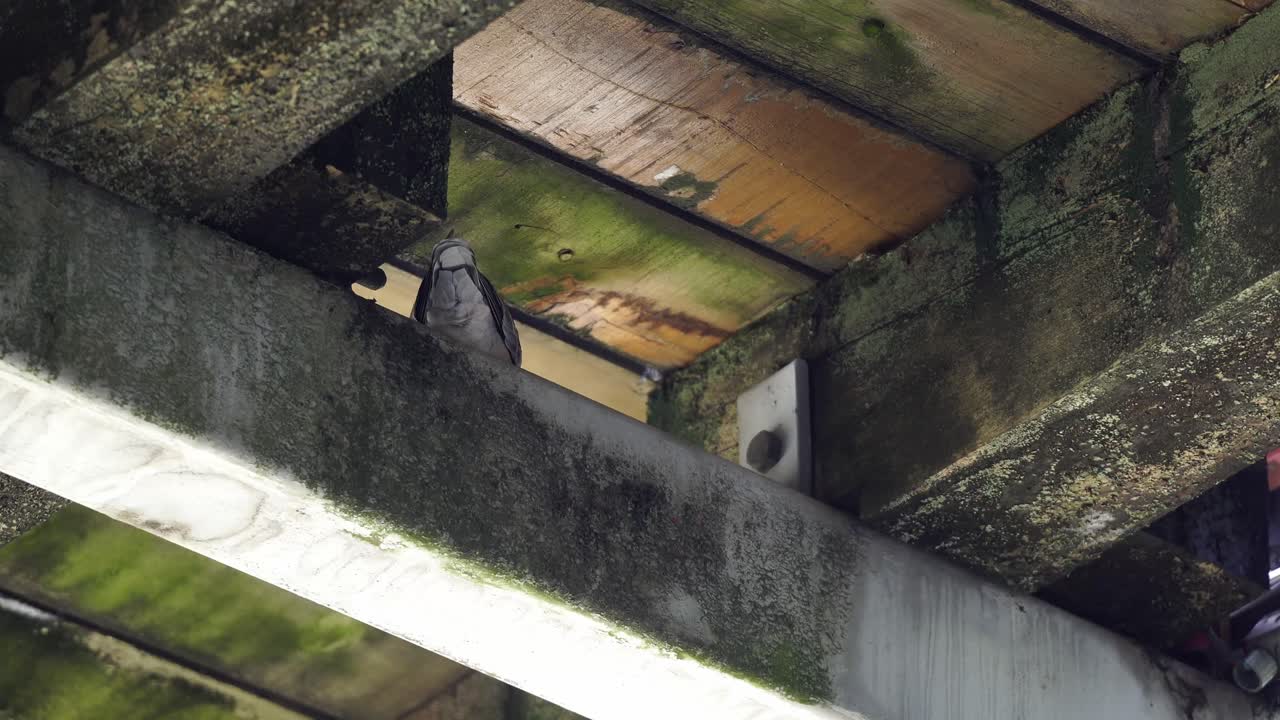 A Pigeon under the bridge