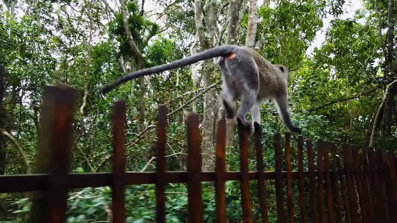 A nimble vervet monkey running along a fence