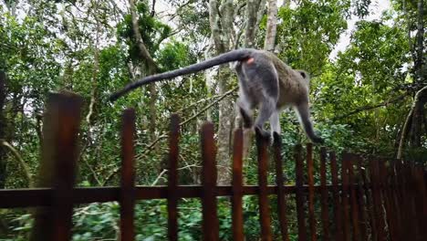 Un-ágil-Mono-Vervet-Corriendo-A-Lo-Largo-De-Una-Cerca