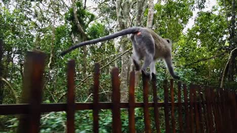 un ágil mono vervet corriendo a lo largo de una cerca