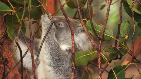 koala sentado en un árbol comiendo hojas de eucalipto - aislado de cerca