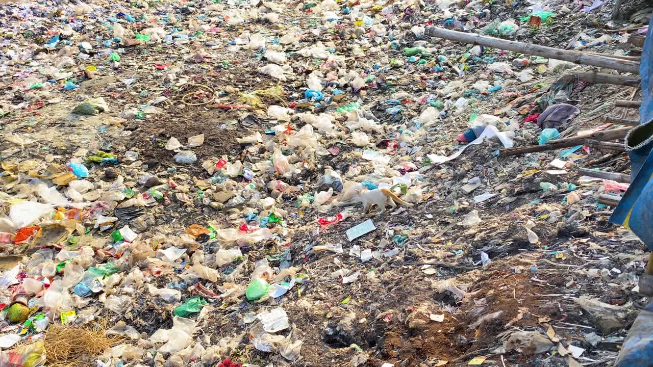 gato en un vasto vertedero con desechos plásticos esparcidos, destacando los problemas ambientales, la luz del día
