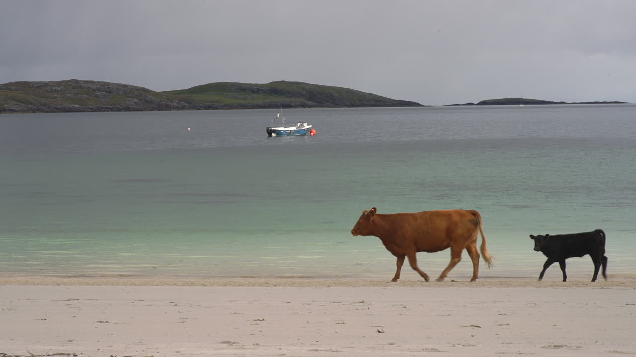 스코틀랜드 바라 섬의 해변을 가로지르는 소 4k