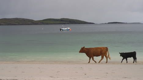 cow walks across beach on isle of barra scotland 4k