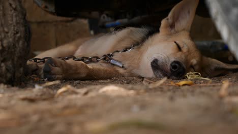 german shepherd dog laying on floor relaxing