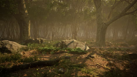 roots of a tree in a misty forest