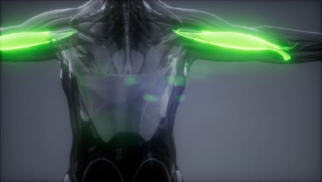 mapa de la anatomía muscular seleccionado