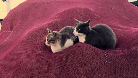 two cats relax beside a crimson fishing net, capturing a peaceful moment that embodies the maritime ambiance of a quaint fishing village