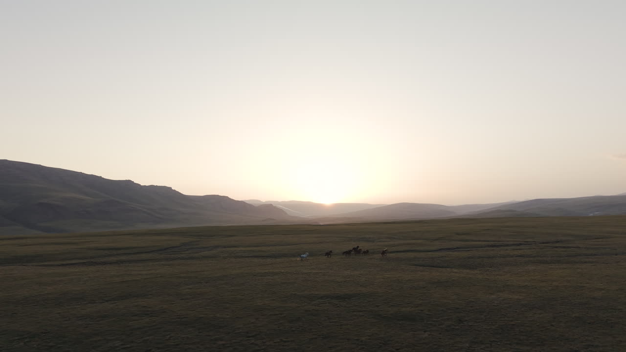 Scenic Sunset With Horses Running Free In Countryside Terrain With Mountain Background In Kyrgyzstan. Aerial Shot