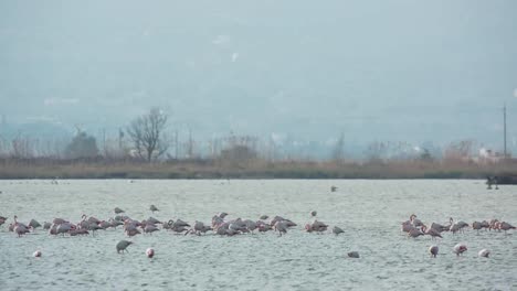 Flamencos-Delta-11