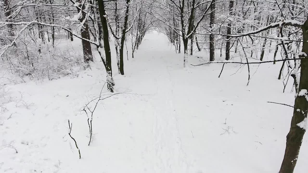 눈 속의 겨울 숲