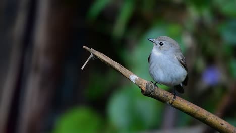 taiga flycatcher, female,