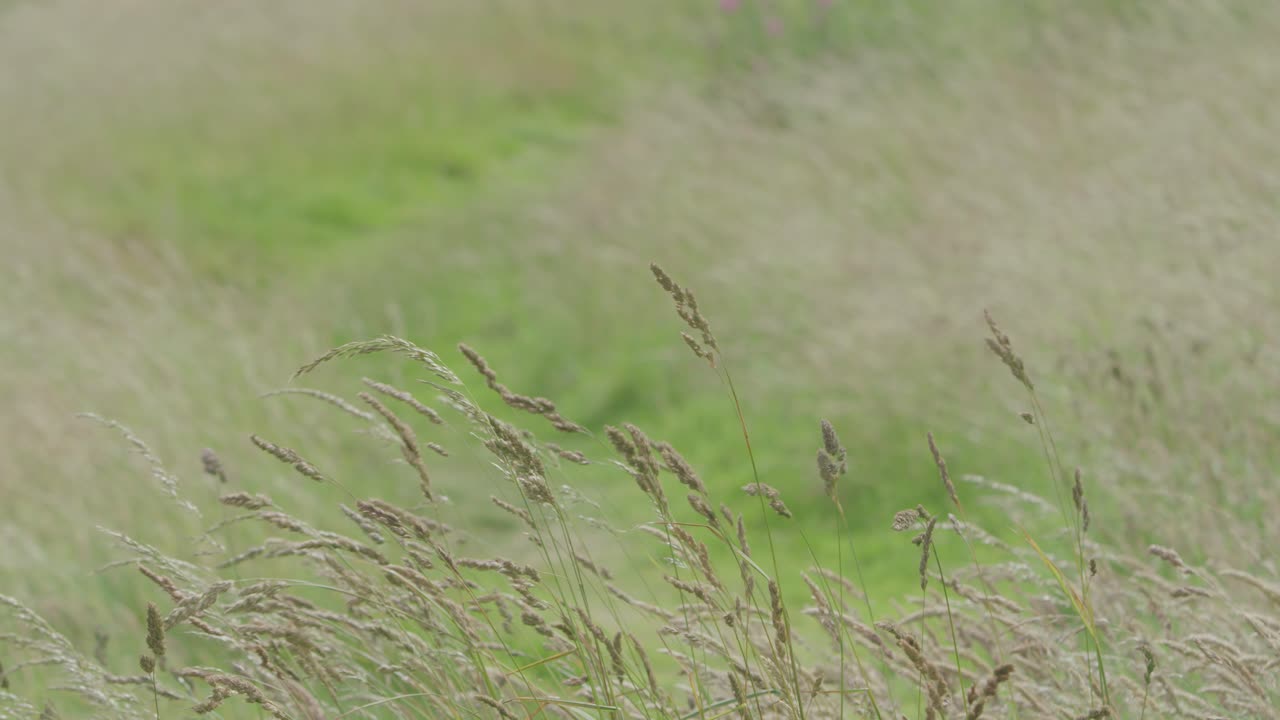 Foliage on Arthur's Seat in Edinburgh captured in 5K.