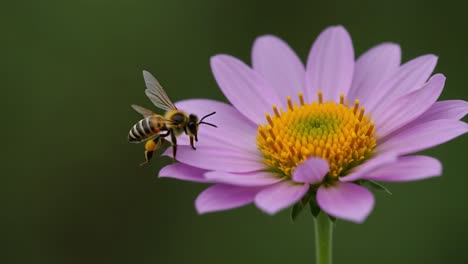 a close encounter: a bee approaching and pollinating a beautiful pink flower in nature's habitat