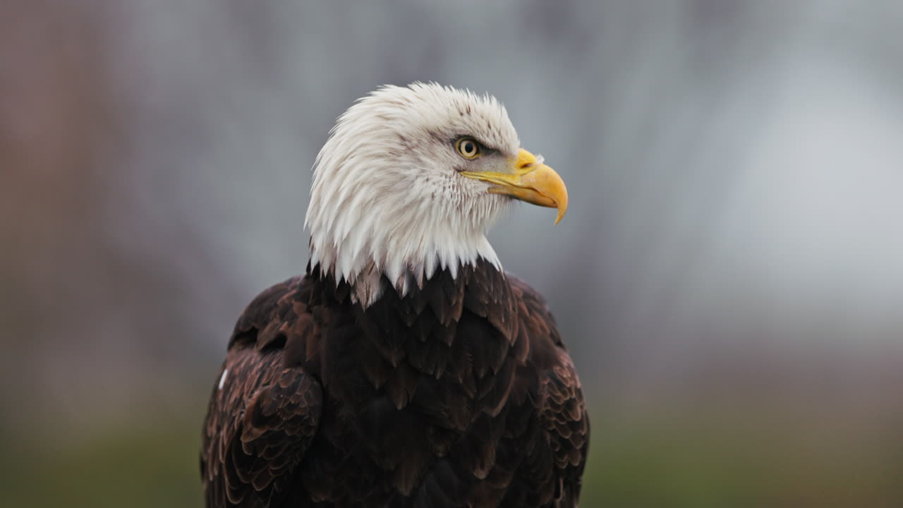 perfil de águila calva