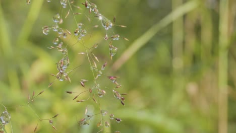 dew drops on grass