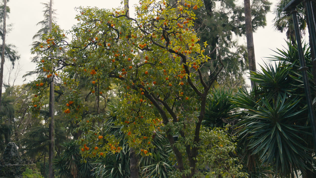 Fruitful orange tree in a lush Mediterranean garden in Seville, Spain, surrounded by dense greenery and tropical plants in a calm natural setting.