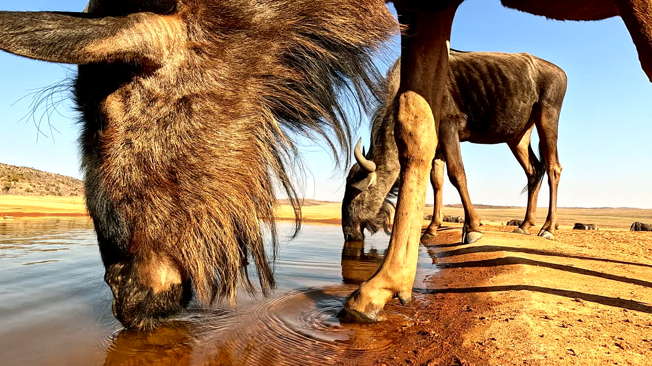 Extreme close-up POV of blue wildebeest drinking at game reserve waterhole