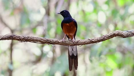 White-rumped-Shama-Thront-Auf-Einer-Rebe-Mit-Wald-Bokeh-Hintergrund,-Copsychus-Malabaricus,-Originalgeschwindigkeit