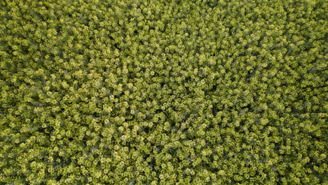 vista de arriba hacia abajo del campo de flores amarillas de colza en primavera