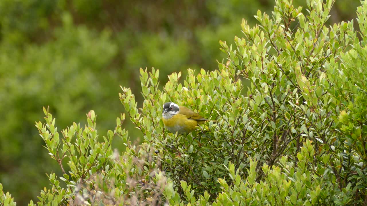 Cute yellow bird sitting in a bush eating berries then flying away
