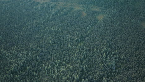 Vista-Aérea-De-Alto-Vuelo-De-Un-Gran-Bosque-Remoto-En-Terranova-Y-Labrador,-Canadá