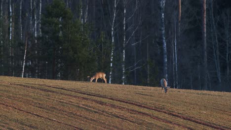 Un-Par-De-Corzos-Alimentándose-En-El-Campo-De-Trigo-De-Invierno