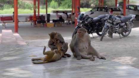 group-of-monkeys-are-sitting-and-having-fun-closeup-view