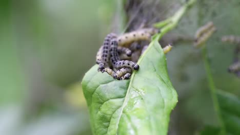 Grupo-De-Orugas-De-Polilla-De-Armiño,-Yponomeutidae,-Alimentándose-De-Hojas-Verdes-De-Un-árbol