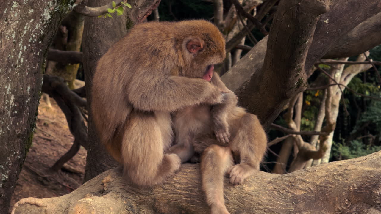 An adult Japanese macaque cradles its young protectively while sitting on a large branch in the forest