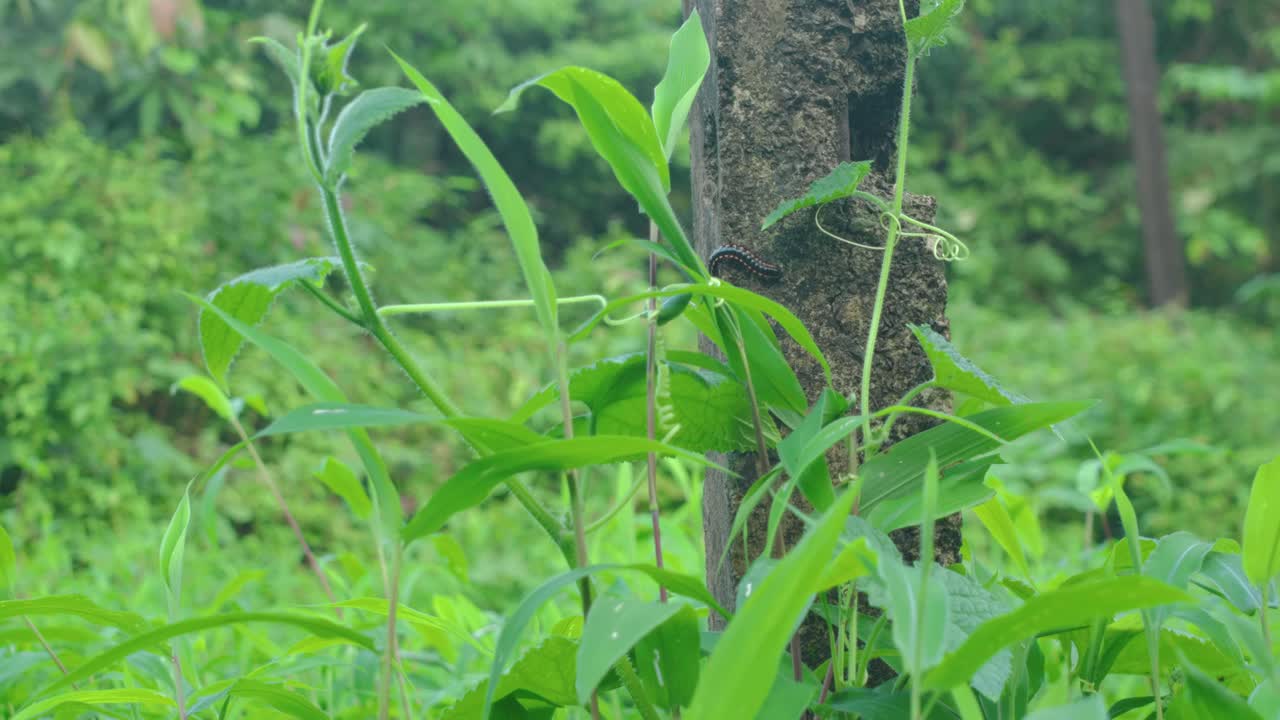 Close-up shot of a caterpillar moving slowly on a tree trunk surrounded by green plants and dense vegetation