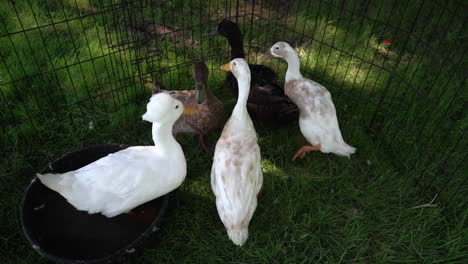 Patos-Blancos-En-Un-Zoológico-De-Mascotas-Imágenes-En-Cámara-Lenta