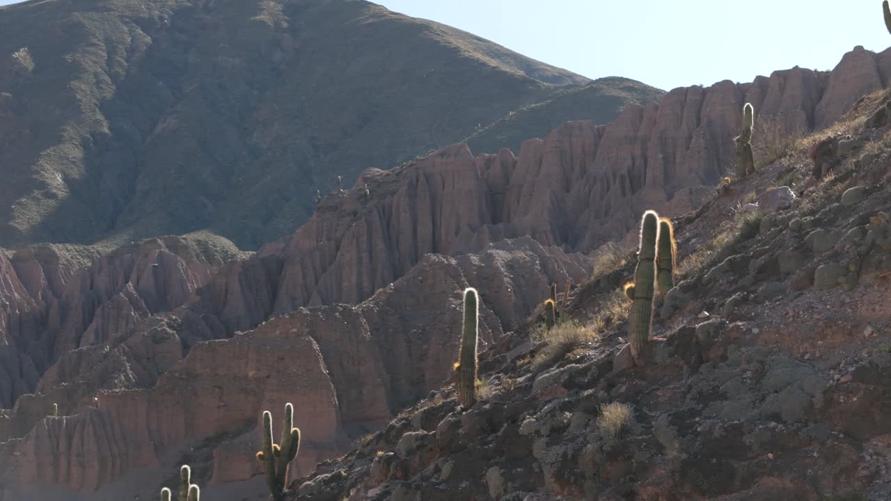 Cacti (cardons) atop the desert mountains of Jujuy, Argentina.