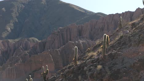 cacti (cardons) atop the desert mountains of jujuy, argentina.