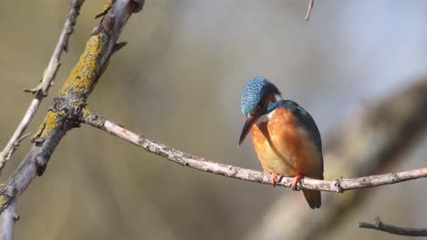 a common kingfisher  in the reed, germany