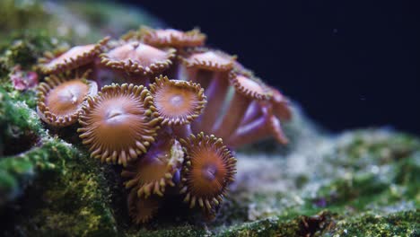 Foto-Macro-Del-Coral-Blando-Zoanthid-En-Acuario-De-Agua-Salada