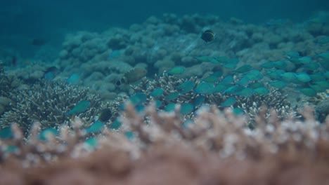 large school of small blue fish and various other species and colours of fish swimming in the clear blue ocean around coral