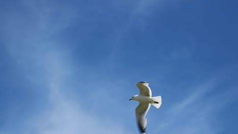 Seagull-soars-in-the-blue-sky.